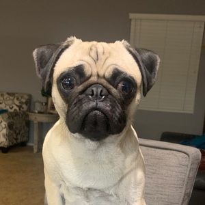 Meet your Posher, Alfred